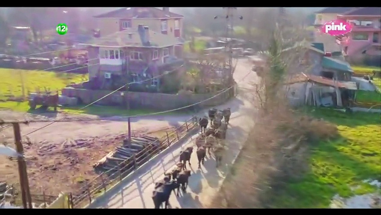 Serija dbacena 5 epizoda