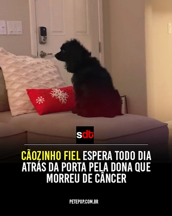 Cãozinho fiel espera todo dia atrás da porta pela dona que morreu de câncer