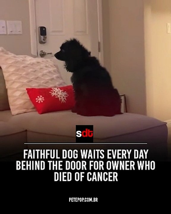 Faithful dog waits every day behind the door for owner who died of câncer