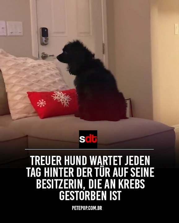 Treuer Hund wartet jeden Tag hinter der Tür auf seine Besitzerin, die an Krebs gestorben ist