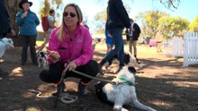 Working dogs go head to head at the National Sheepdog Trials