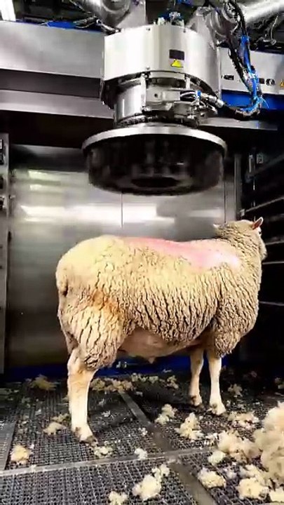 A_huge_machine #best sheep #love #animals (2)
