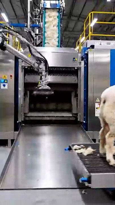 A_huge_machine #best sheep #love #animals (3)