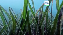 Seagrass is a secret weapon against climate change. Can eco-moorings protect it from boat anchors?
