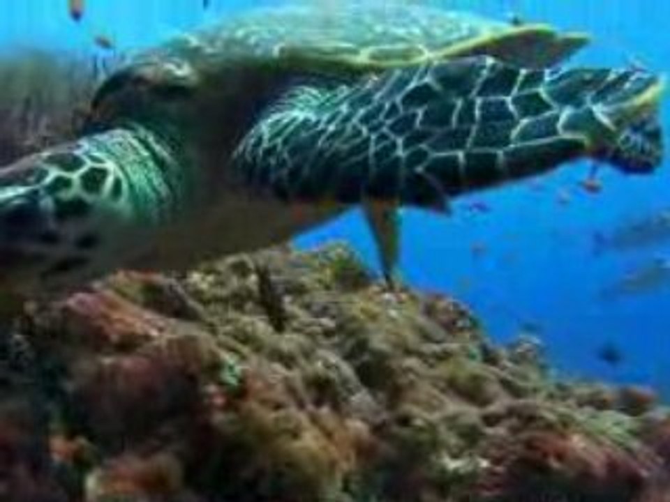 Tortues de Mer