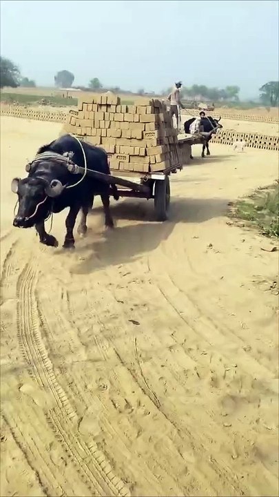 پرانی یادیں