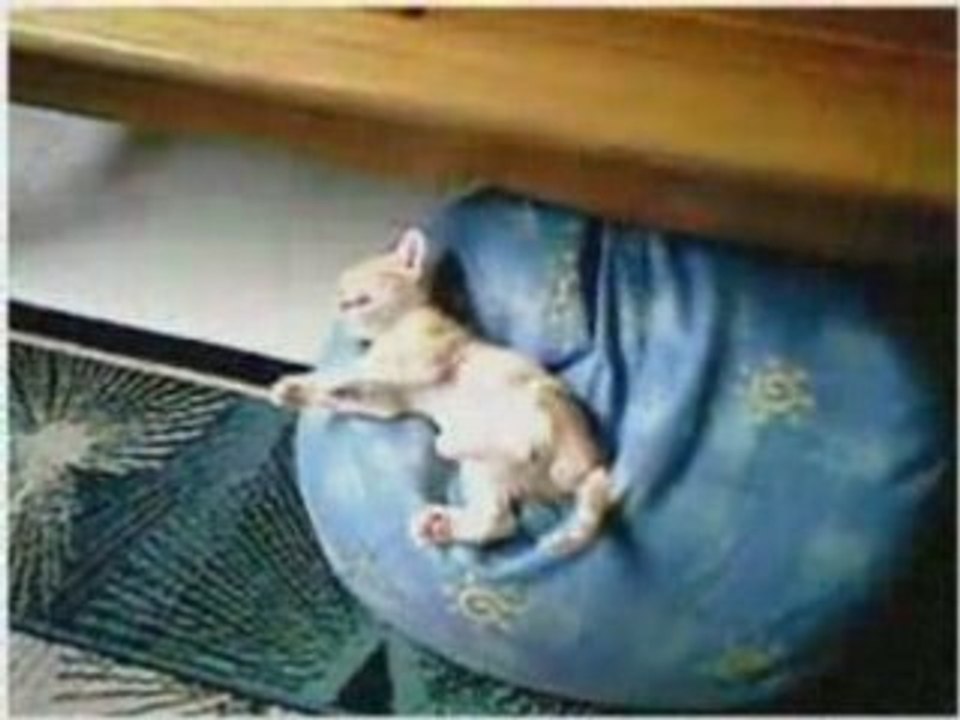 Sleepy_cats