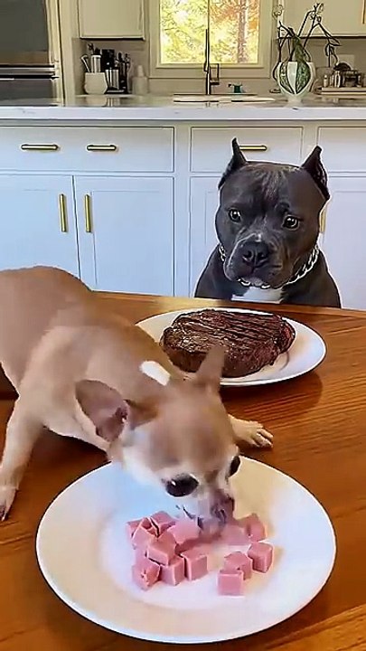 Funny Videos Part 41
