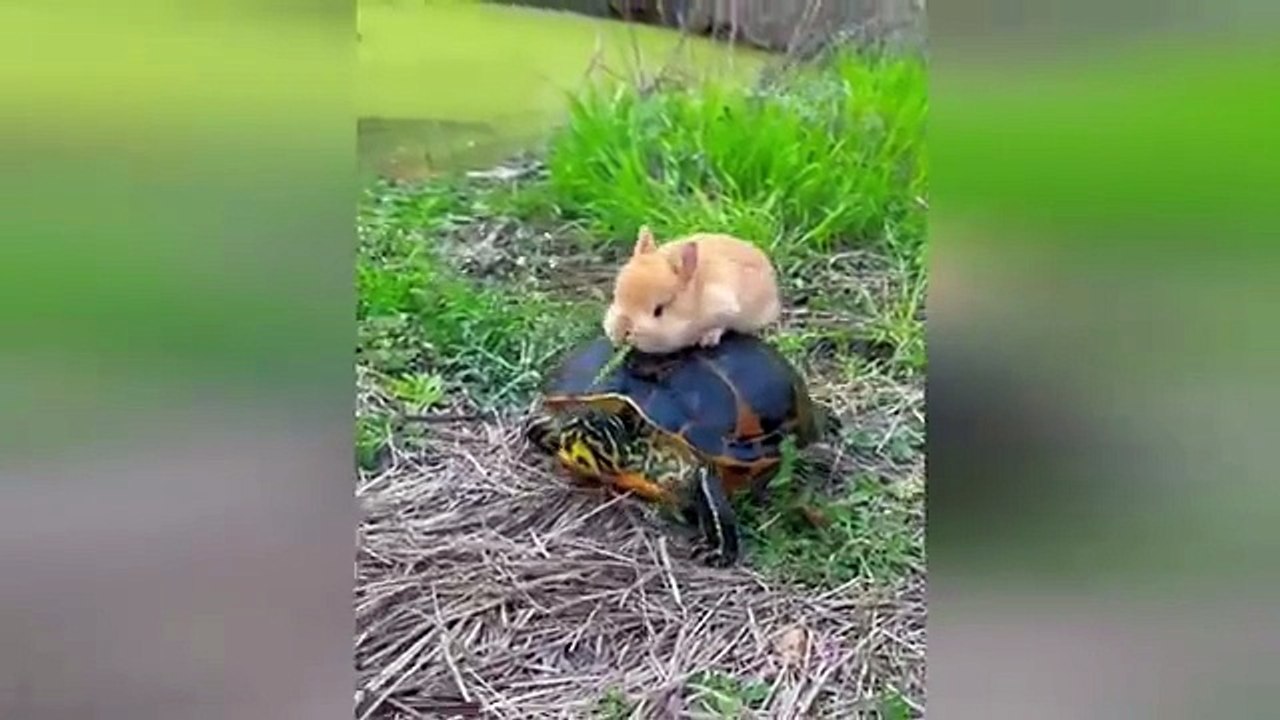 Funny Videos Part 43