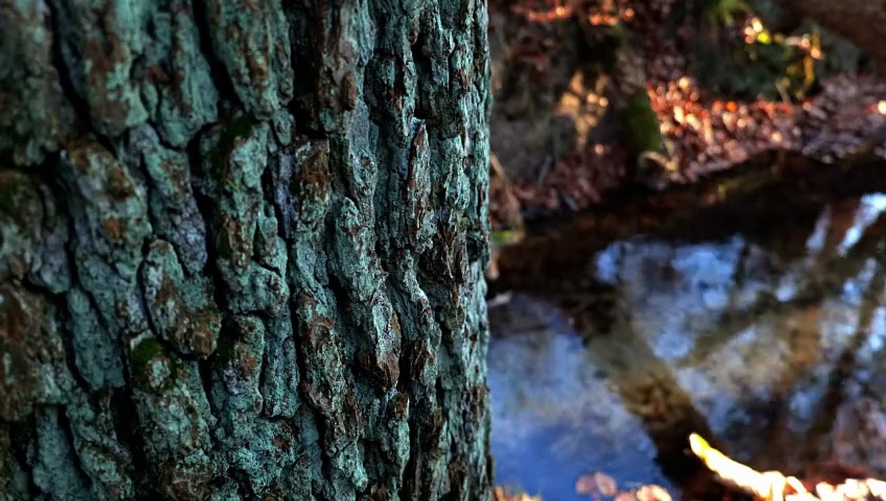 Forest Stream for Focus • Real Outdoor Water Ambience