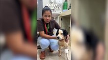Cão comunitário Rambo é atingido por bala perdida em Toledo