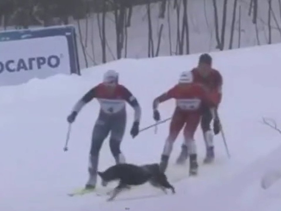 Hund kollidiert mit zwei langläuferinnen bei meisterschaft