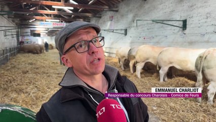 Malgr&eacute; la Dermatose nodulaire contagieuse, les bovins bien pr&eacute;sents au comice de Feurs