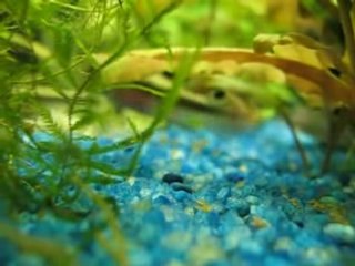 Jeunes Pelvicachromis - Promenade de leurs petits