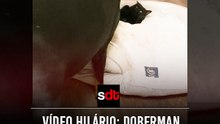 Vídeo hilário: doberman enfurecido não consegue recuperar sua cama, ocupada por um gato