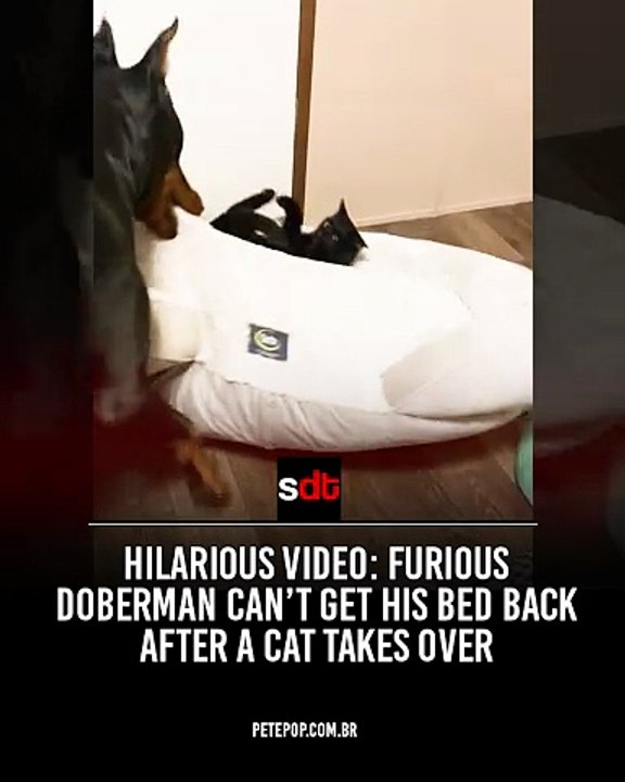 Hilarious video: furious Doberman can’t get his bed back after a cat takes over