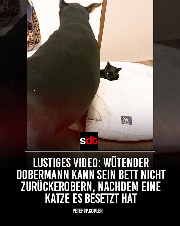 Lustiges Video: Wütender Dobermann kann sein Bett nicht zurückerobern, nachdem eine Katze es besetzt hat