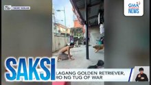 Lalaki at alagang golden retriever, tila naglaro ng tug of war | Saksi