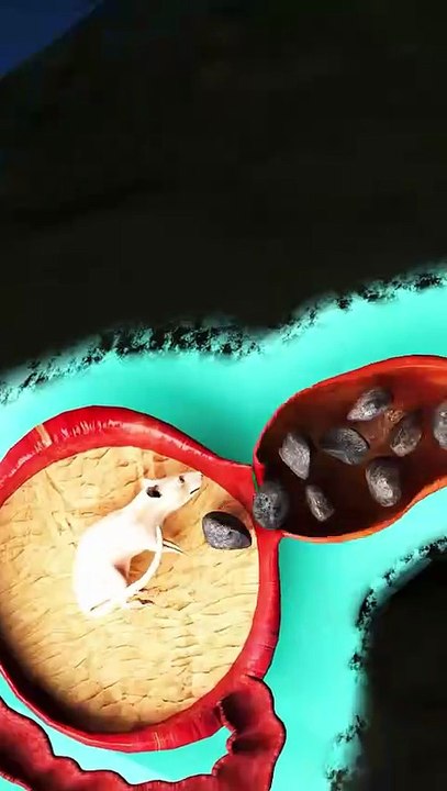 Why do Birds Eat Stones? 😱 #facts #shorts #viral #animals