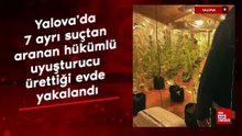Yalova'da 7 ayrı suçtan aranan hükümlü uyuşturucu ürettiği evde yakalandı