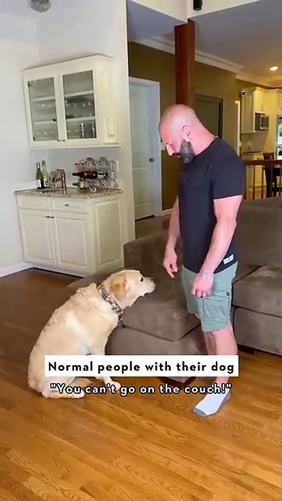 Which type of dog owner are you?