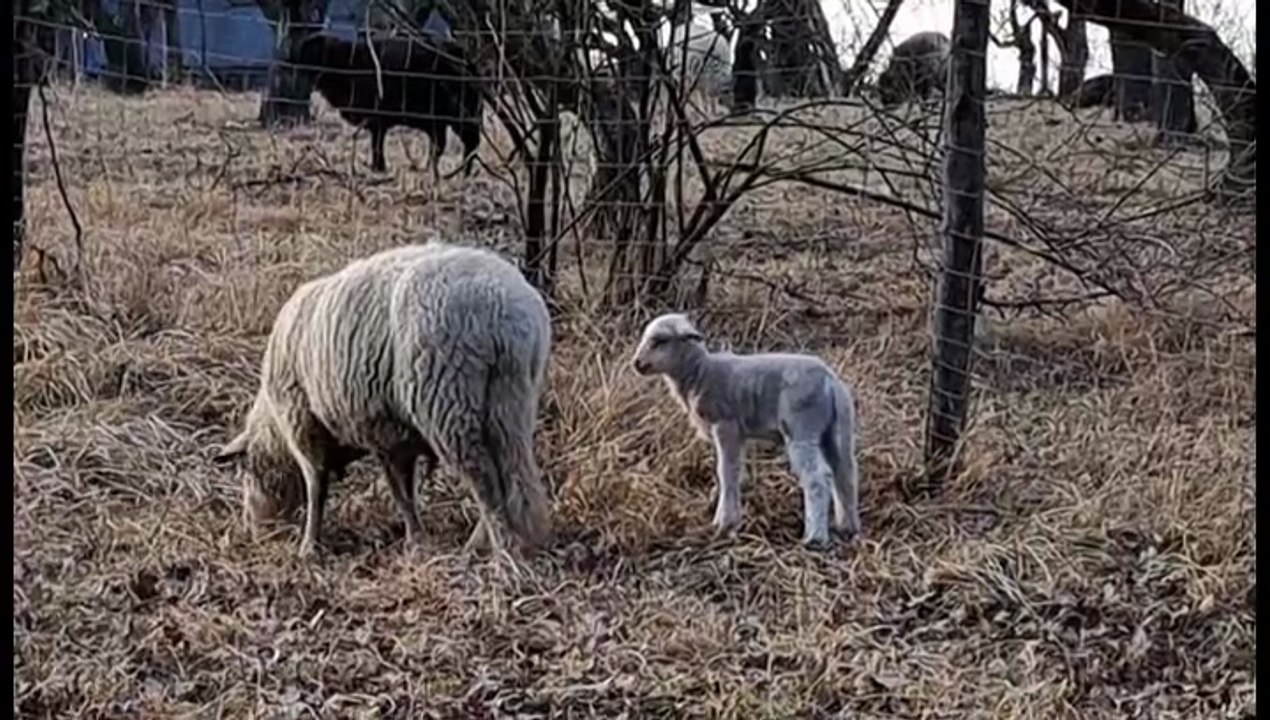 Junge lämmer im abendlicht