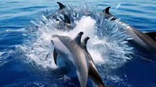 Dolphin Pod Chasing Fish Storm