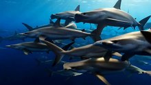 Hammerhead Shark School Hunt