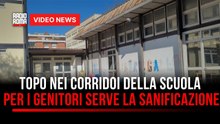 Ostia, topo nei corridoi della Sangallo: genitori chiedono sanificazione ma per la scuola non serve