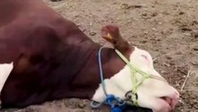 Sleeping Cow Doing Funny Movements – You Won’t Stop Laughing!