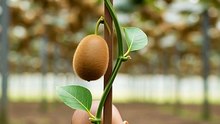 Kiwi planting its own seed asmr