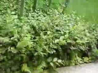 SV_A0070