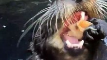 Satisfying Animal ASMR: Watch Them Eat!