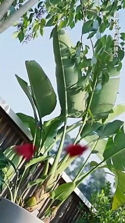 To calm her husband's rage disorder she endures; when hurt by a rival he avenges her