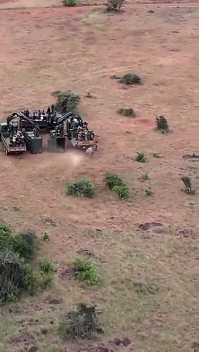 After being released, this female black rhinoceros is attacked by a lion. 🔥