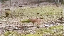 A deer fawn stumbles into a hungry red fox 🔥