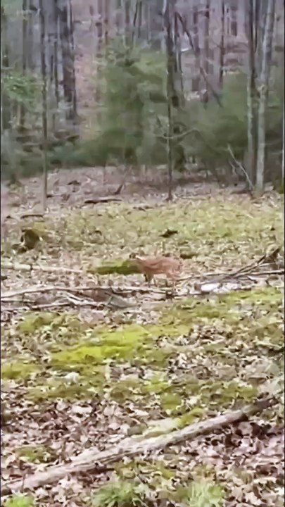 A deer fawn stumbles into a hungry red fox 🔥