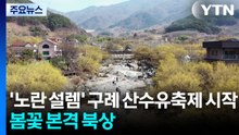 '노란 설렘' 구례 산수유축제 시작...봄꽃 본격 북상 / YTN