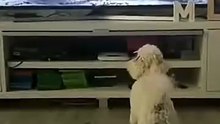 When Pet watching TV