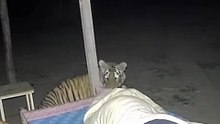 This woman slept outside her house at night and look what two tigers did to her😲🐯
