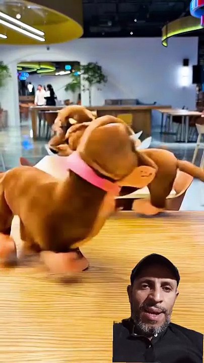 DO KUTTE AUR EK GAJAR - CUTE AUR FUNNY STORY! 🐶🥕😲 | JAWAIDALI DIGITAL
