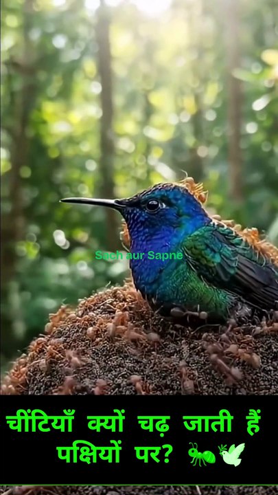 चींटियाँ क्यों चढ़ जाती हैं पक्षियों पर? 🐜🕊️ हैरान कर देने वाला सच |