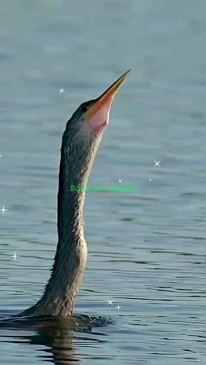 पानी में बिजली की तरह झपटा पक्षी ⚡🐦 | एक सेकंड में मछली का शिकार!