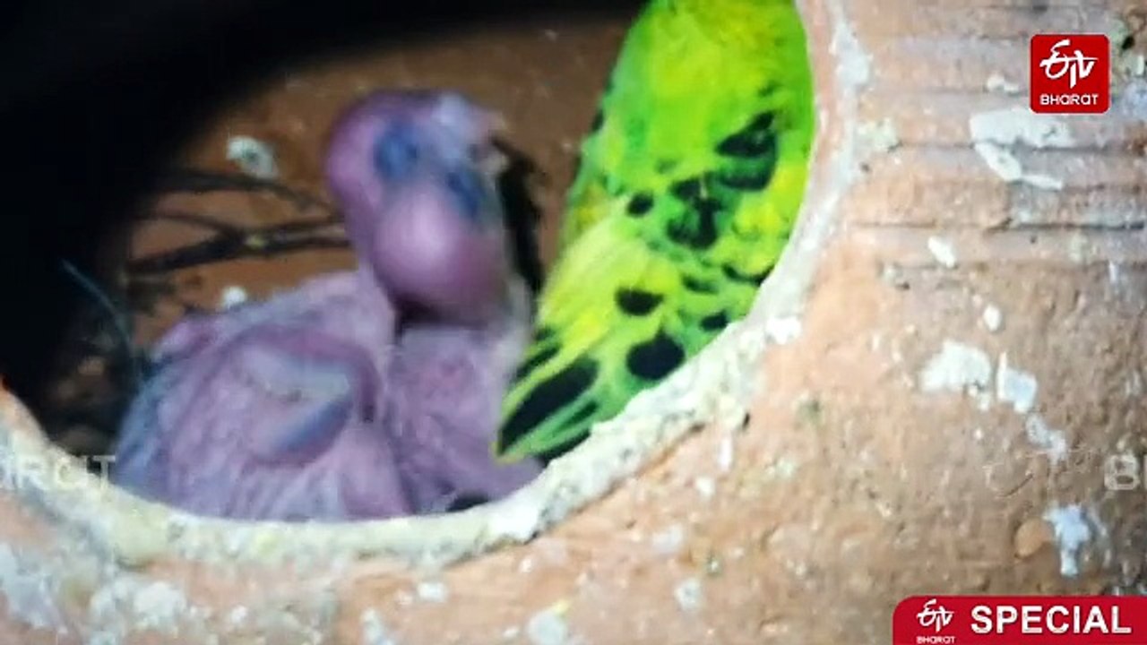 Odisha Botany Professor Turns Home Into Bird Haven, Helps House Sparrows Return To Sambalpur