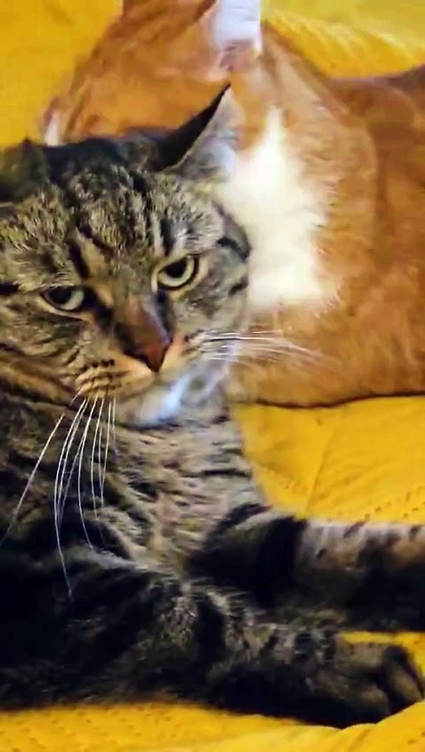⁣Best Friends… But Personal Space Still Matters 😹🐾 #cat #funnycats #funny #cutes #shorts