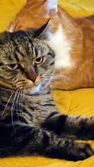 Best Friends… But Personal Space Still Matters 😹🐾 #cat #funnycats #funny #cutes #shorts