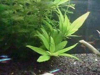 Aquário Plantado