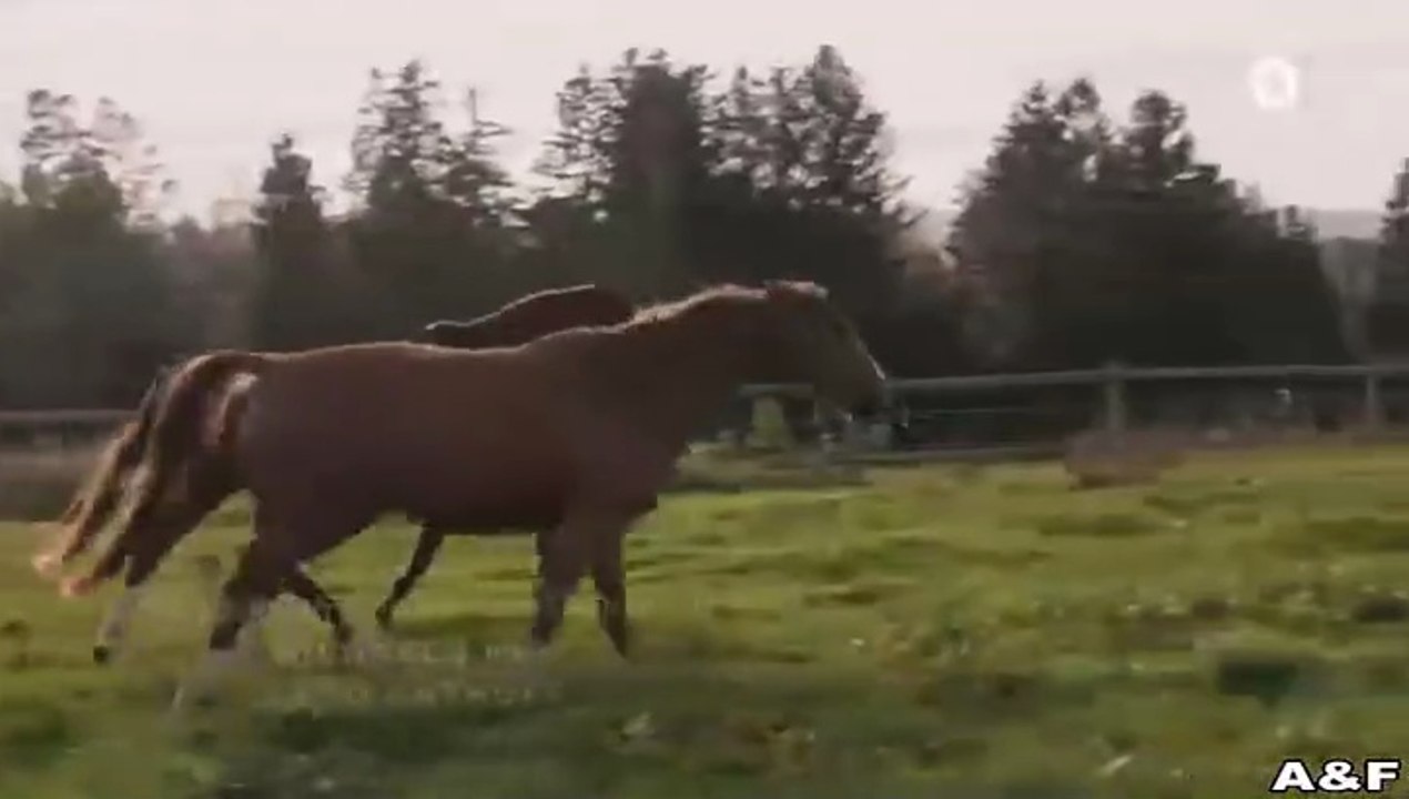 Reiterhof Wildenstein -06- Sprung ins Leben