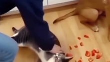 Funny Cat Playing and Running | Cute Cat Funny Moments 😹