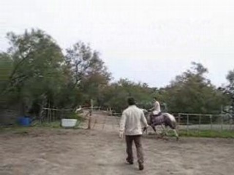 Tonerre le petit poney